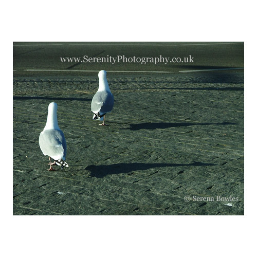 Seagulls walking away on cobblestones. Folkestone, England